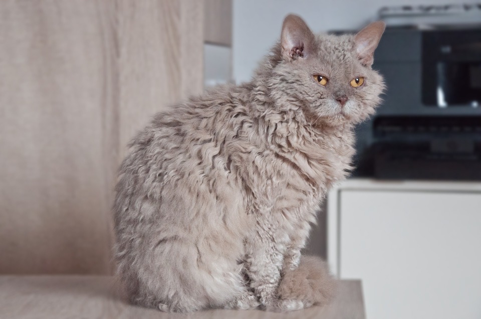 Selkirko rekso katė turi net garbanotus ūsus.
